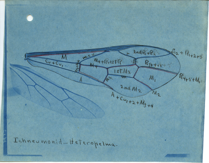 Detailed drawing of wing of Ichneumonid-Heteropelma. Includes veins of the wing identified by letters and numbers.