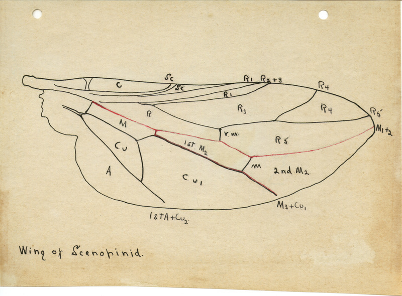 Detailed drawing of wing of Scenopinid. Includes veins of the wing identified by letters and numbers.