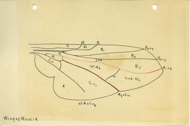 Detailed drawing of wing of Muscid. Includes veins of the wing identified by letters and numbers.