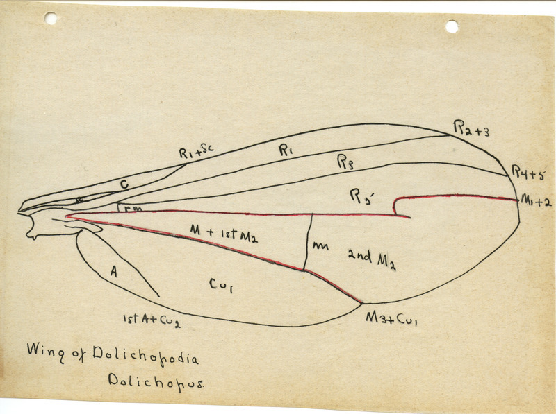 Detailed drawing of the wing of a Dolichopodia Dolichopus. Includes veins in the wing identified by letters and numbers.