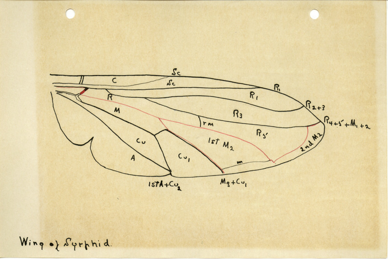 Detailed drawing of the wing of a Syrphid. Includes veins in the wing identified by letters and numbers.