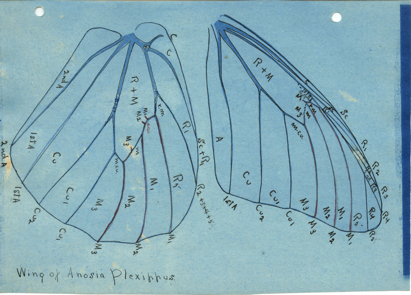 Detailed drawing of the wings of a Anosia Plexippus. Includes veins in the wing identified by letters and numbers.