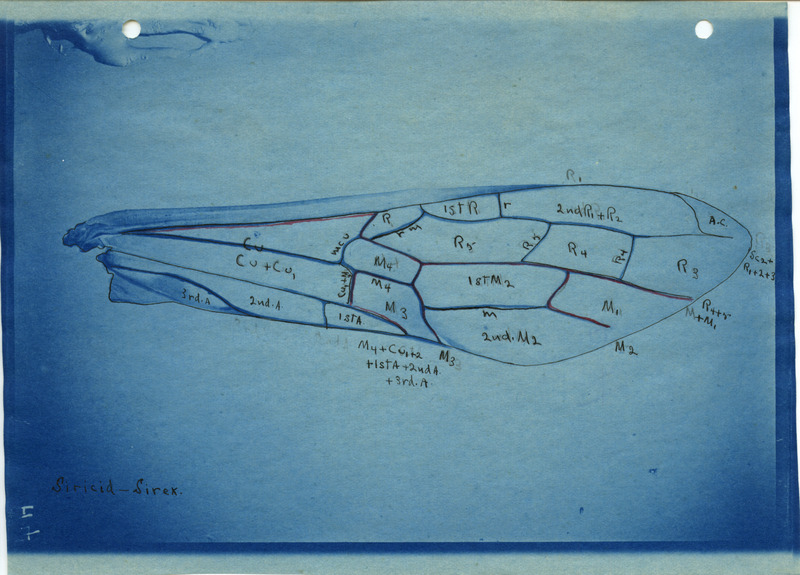Detailed drawing of the wing of a Siricid-Sirex. Includes veins of the wing identified by letters and numbers.