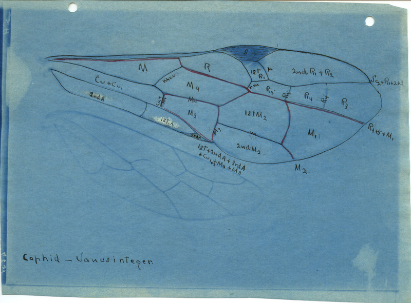 Detailed drawing of the wing of a Cephid--Janusinteger. Includes veins of the wing identified by letters and numbers.