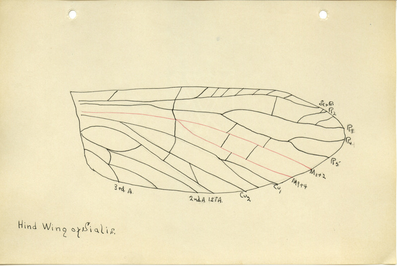 Detailed drawing of the hind wing of Sialis. Includes veins of the wing identified by letters and numbers.