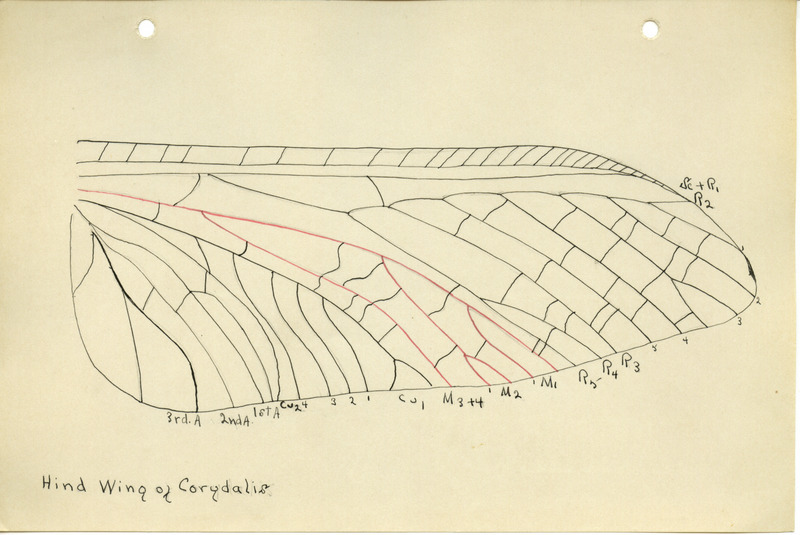 Detailed drawing of the hind wing of Corydalis. Includes veins of the wing identified by letters and numbers.
