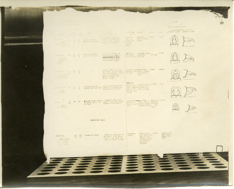 Chart of several anatomical parts of dragonflies with drawings of the described part.