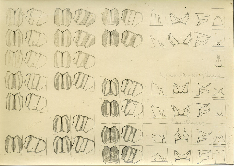 Drawings of anatomical parts of the dragonfly.