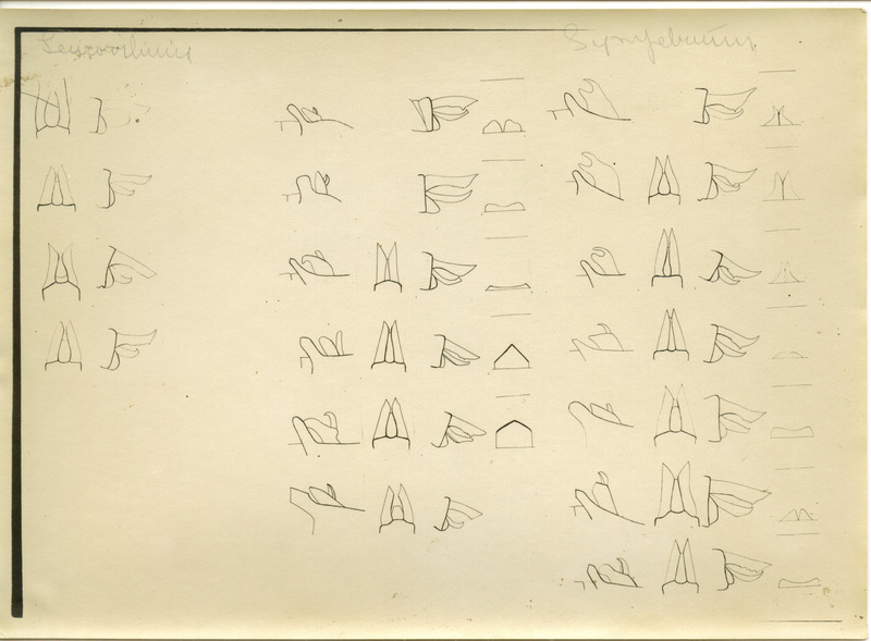 Drawings of anatomical parts of the dragonfly.