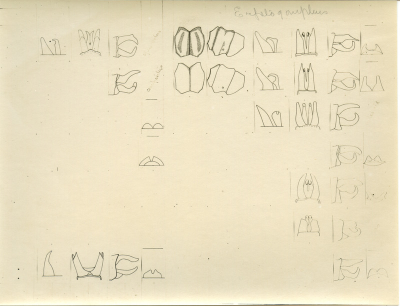 Drawings of anatomical parts of the dragonfly.