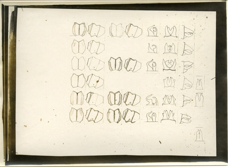 Drawings of anatomical parts of the dragonfly.