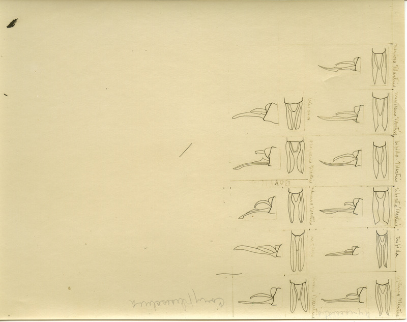 Drawings of anatomical parts of the dragonfly.