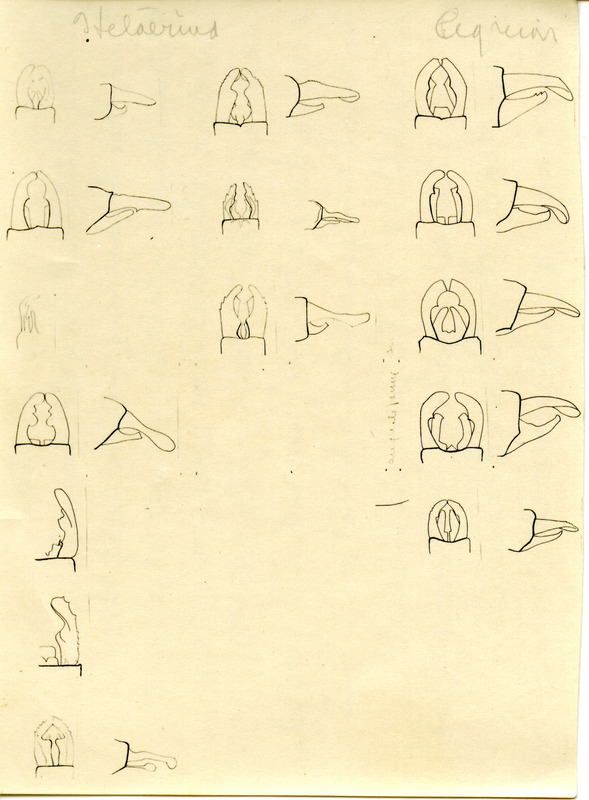 Detailed drawing of the appendages of the male damselfly (devil's darning needles). The damselfly belongs to the family of Zygoptera and are very similar to a dragonfly.