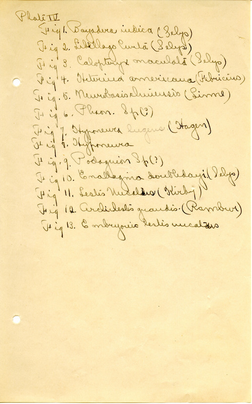 List of figures representing anatomical parts of the dragonfly. List has thirteen figures.
