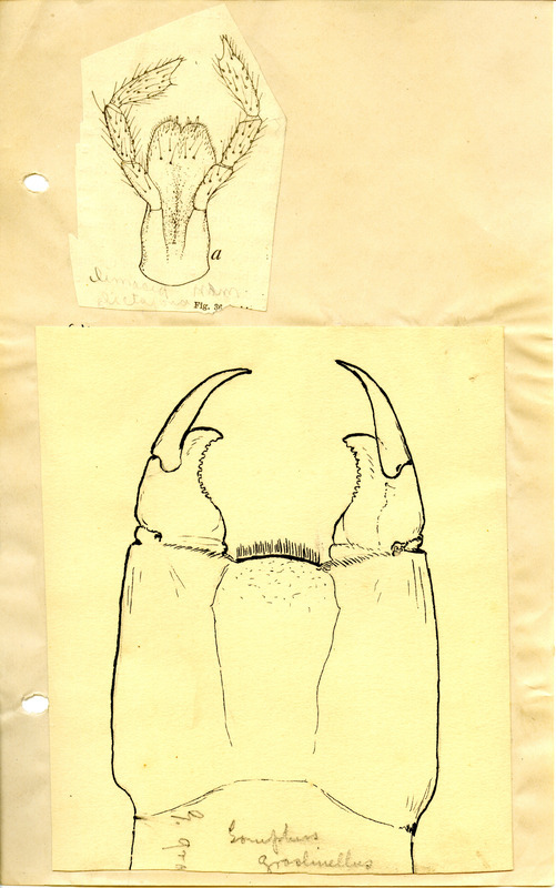 Drawings of anatomical parts of the dragonfly.