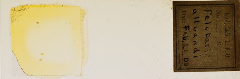 Microscope slide of Telebasis alluaudi.
