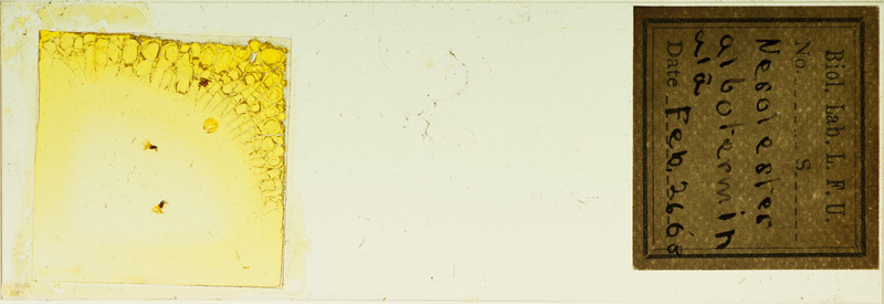 Microscope slide of Nesolestes alboterminala.