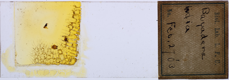 Microscope slide of Bayedera indica.