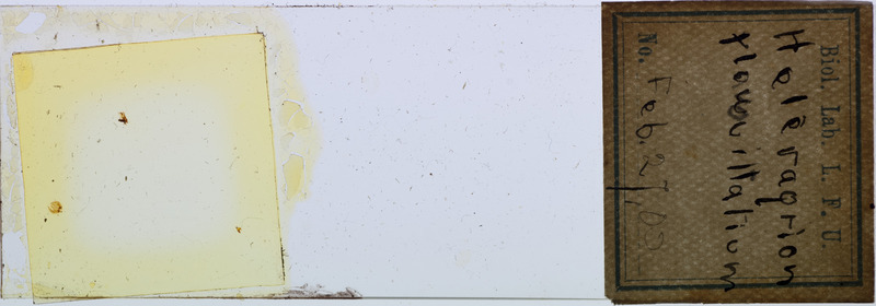 Microscope slide of Heteragrion flavovittatum.