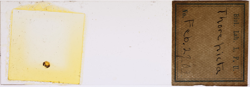 Microscope slide of Thore picta.