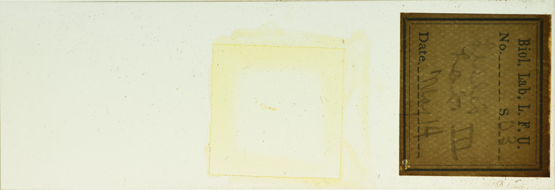 Microscope slide for Leslis Lab. III.