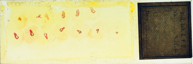 Microscope slide of Saggitahriu bud. tail.