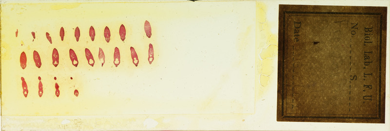 Microscope slide of frontal sect. of ext. gill.