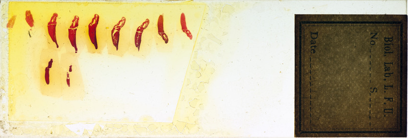 Microscope slide of cross section of open neural groove.