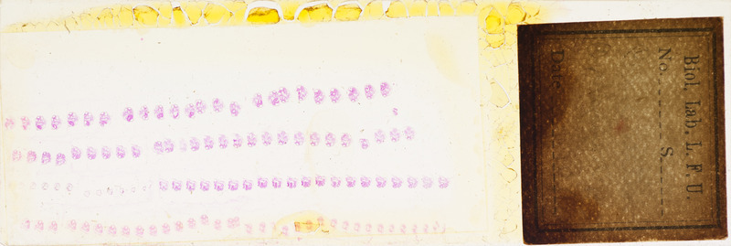 Microscope slide of cross section of ext. gills.