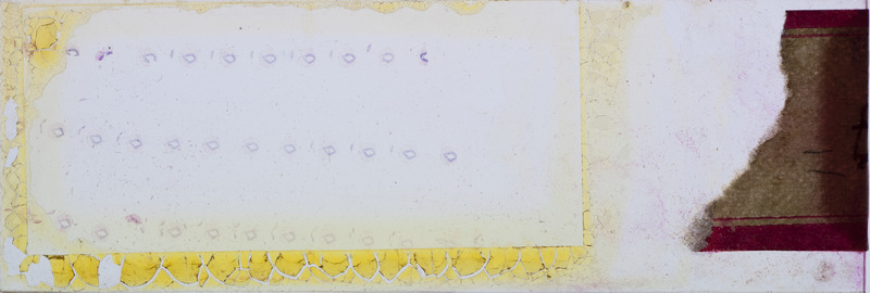 Microscope slide of insect parts, with label 11.