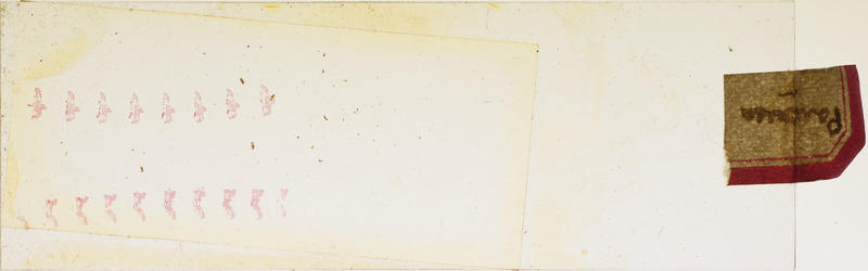 Microscope slide of insect parts, with label Panrica.