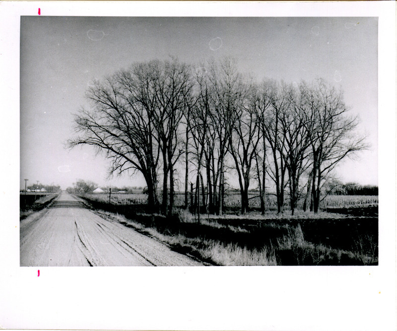 A Rough-legged Hawk roost in several bare trees alongside a dirt road, two miles south of Little Wall Lake.