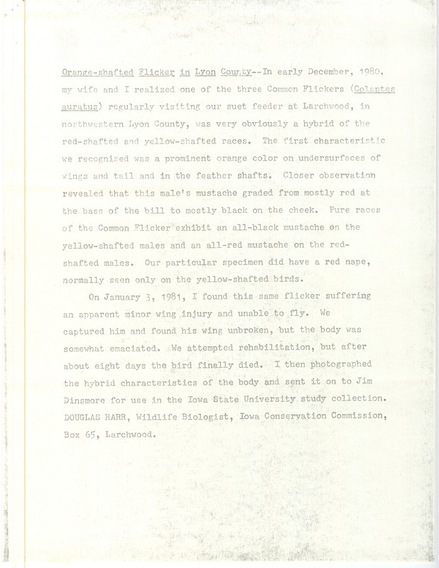 A detailed account from Douglas Harr about sighting and attempting to rehabilitate an injured Orange-shafted Flicker. This item was used as supporting documentation for the Iowa Ornithologists Union Quarterly field report of spring 1981.