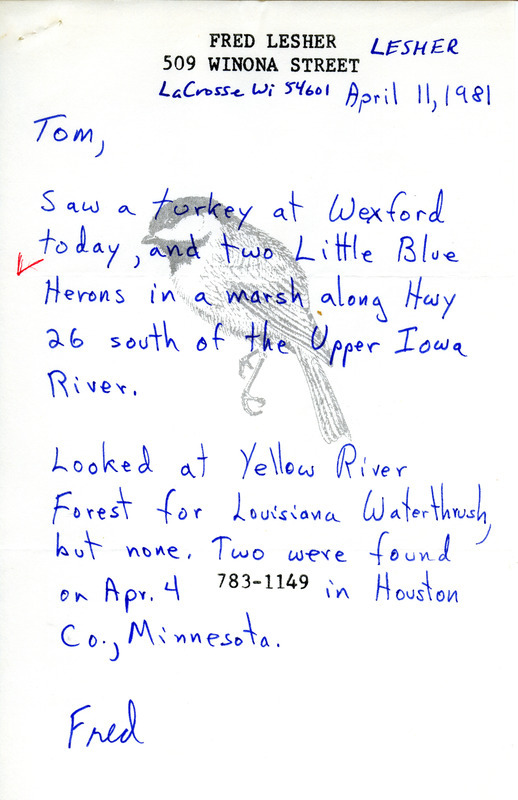 Fred Lesher reports a Little Blue Heron sighting and mentions looking for but not finding Louisiana Waterthrush at Yellow River. This item was used as supporting documentation for the Iowa Ornithologists Union Quarterly field report of Spring 1981.