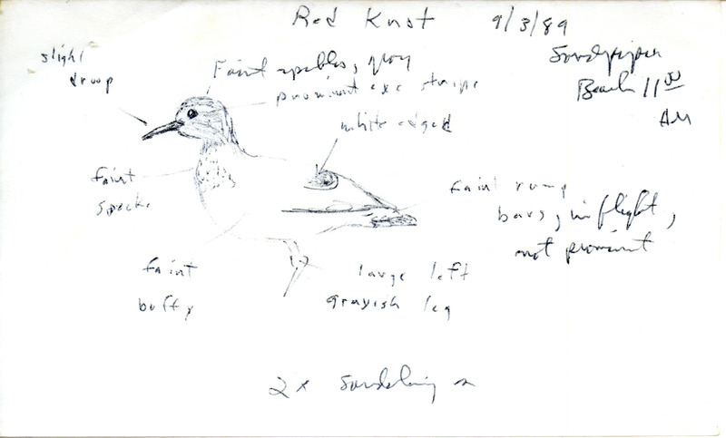 Fall 1989 bird sightings submitted by Bery Engebretsen with an illustration of a Red Knot. This item was used as supporting documentation for the Iowa Ornithologists' Union Quarterly field report of fall 1989.