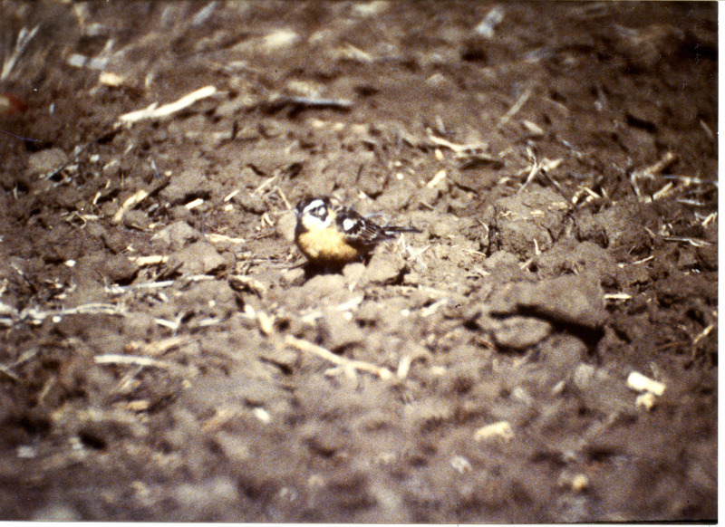 Photograph of Smith's Longspur near Lone Tree, IA on April 12, 1990. This item was used as supporting documentation for the Iowa Ornithologists' Union Quarterly field report of summer 1990.