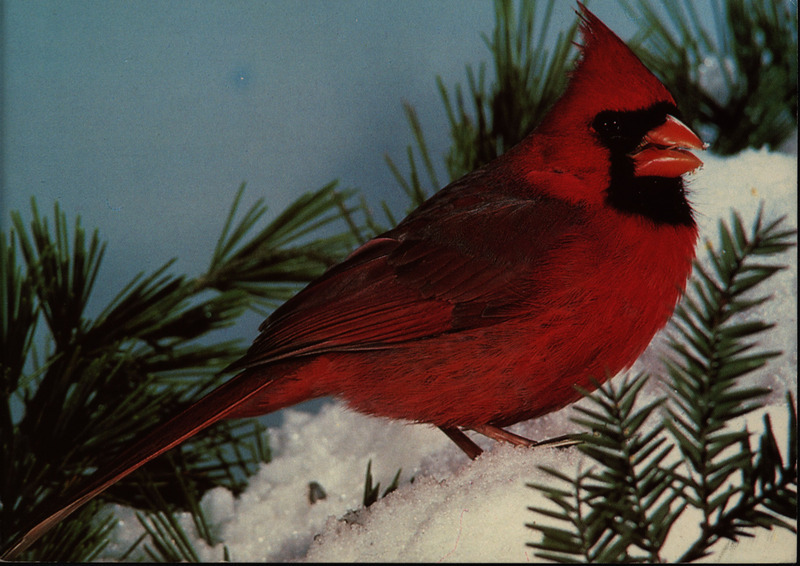 Postcard from Judy Knight to Jim Dinsmore postmarked August 6, 1994. Knight reports on birds sighted with two others. This item was used as supporting documentation for the Iowa Ornithologists' Union Quarterly field report of Summer 1994.