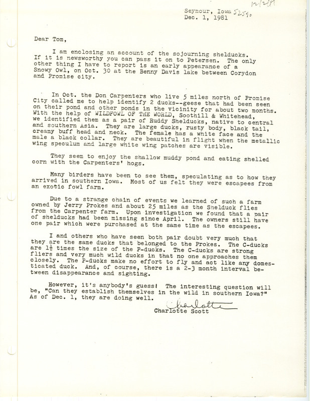 Rare bird sighting for two Ruddy Shelducks at Promise City in October 1981. The sighting is reported in a letter from Charlotte Scott to Tom Kent on December 1, 1981. Charlotte also reports a sighting of a Snowy Owl at Benny Davis Lake.