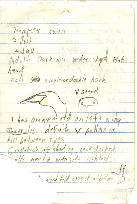 Rare bird documentation form for four Trumpeter Swans at Boyer Chute National Wildlife Refuge in Harrison County, IA on December 19, 1999.