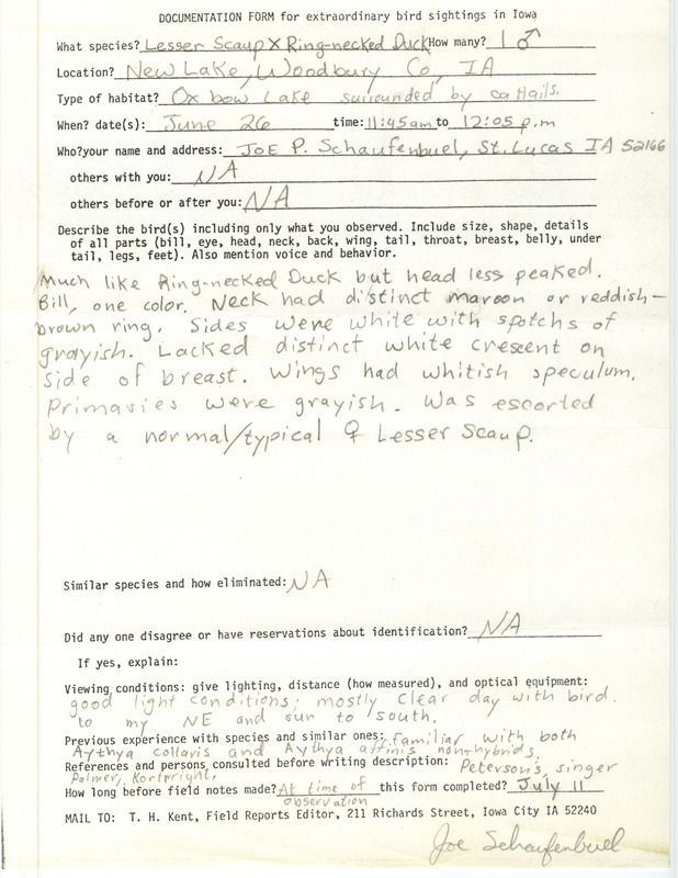 Rare bird documentation form for a Lesser Scaup X Ring-necked Duck hybrid at New Lake in Woodbury County, IA on June 26 in unknown year.