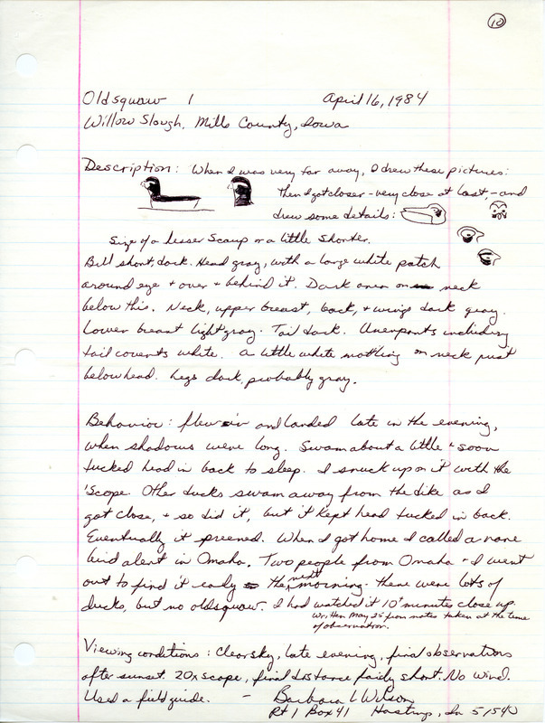 Rare bird documentation form for a Long-tailed Duck at Willow Slough in Mills County, IA on April 16, 1984.