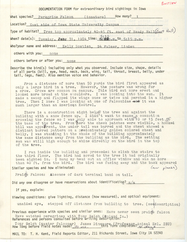 Rare bird documentation form for a Peregrine Falcon near Heady Hall at Iowa State University in Ames in Story County, IA on January 31, 1984.