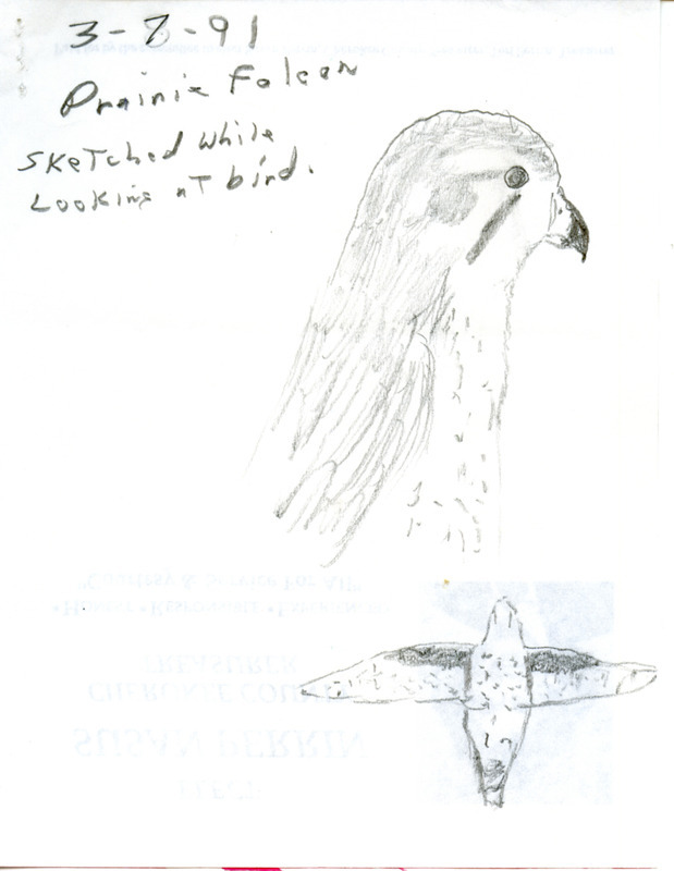 Rare bird sighting in a sketch for a Prairie Falcon in Iowa on March 7, 1991.