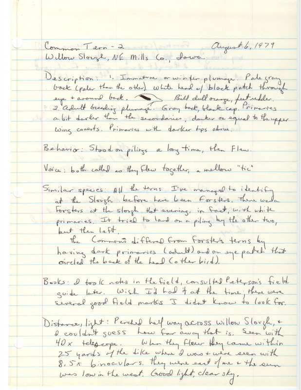 Rare bird documentation form for two Common Terns at Willow Slough in Mills County, IA on August 6, 1979.