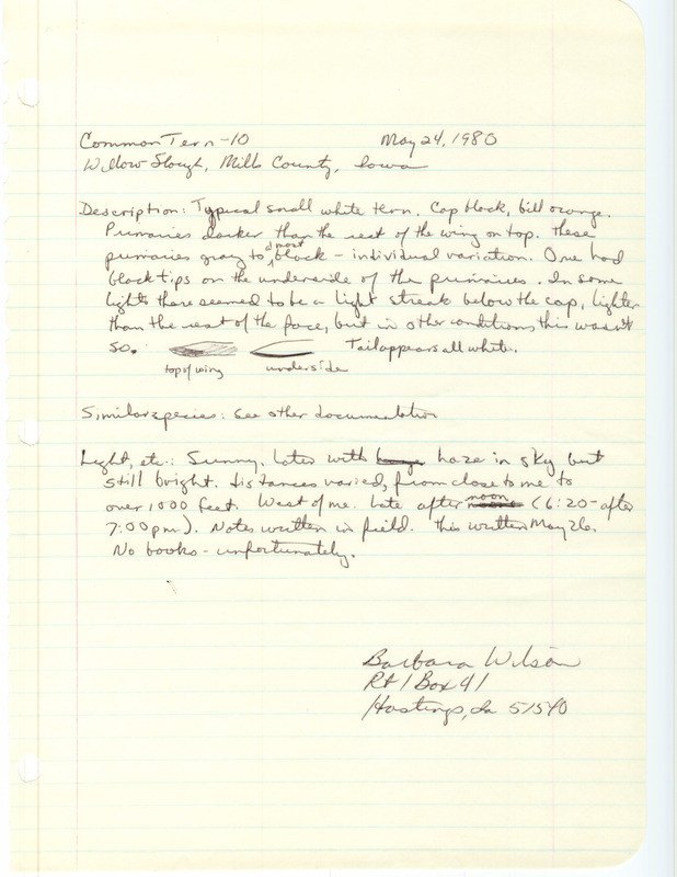 Rare bird documentation form for ten Common Terns at Willow Slough in Mills County, IA on May 24, 1980.