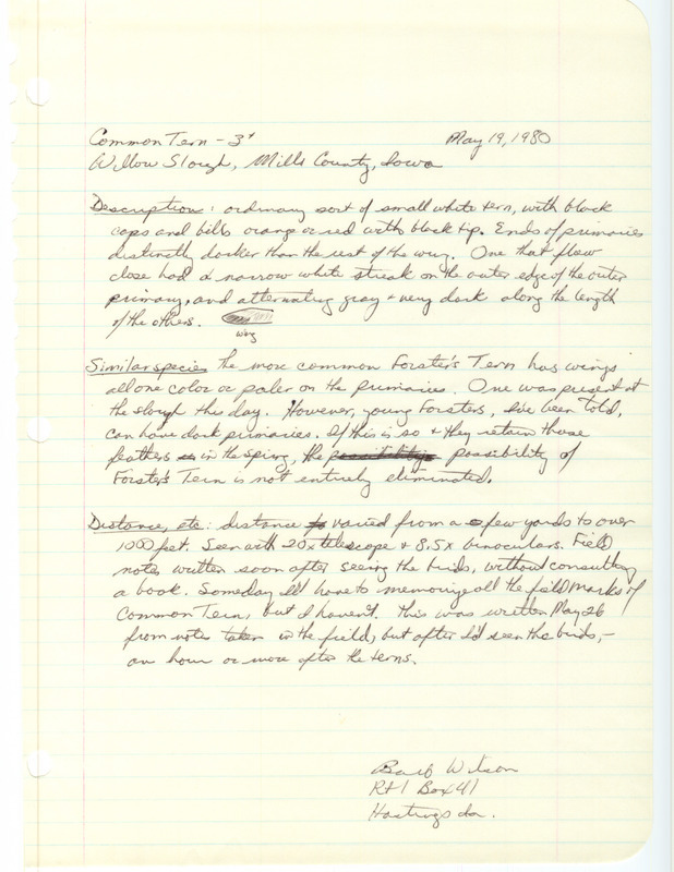 Rare bird documentation form for three Common Terns at Willow Slough in Mills County, IA on May 19, 1980.