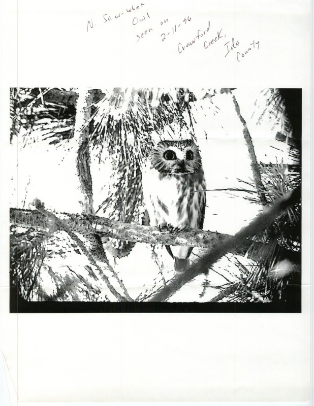 Black-and-white photograph of a Northern Saw-whet Owl taken at Crawford Creek in Ida County, IA on February 11, 1996 by an unknown author.