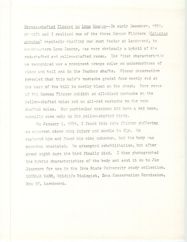 Account of a sighting of and interaction with a Red-shafted and Yellow-shafted Flicker hybrid at Larchwood in Lyon County, IA in early December 1980. The flicker was first seen at a bird feeder before passing while attempting rehabilitation in captivity and being given as a specimen to Iowa State University.