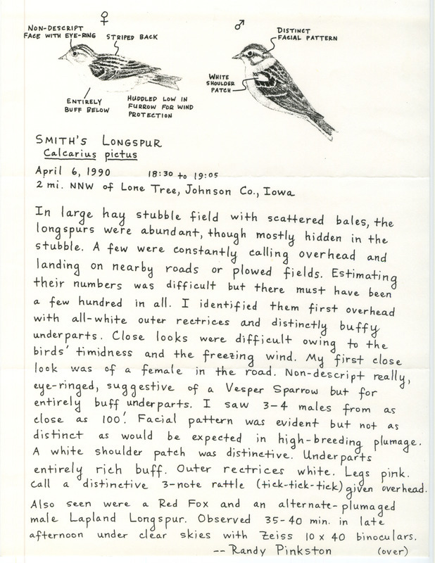 Rare bird documentation for around a few hundred Smith's Longspurs north northwest of Lone Tree in Johnson County, IA on April 6, 1990.