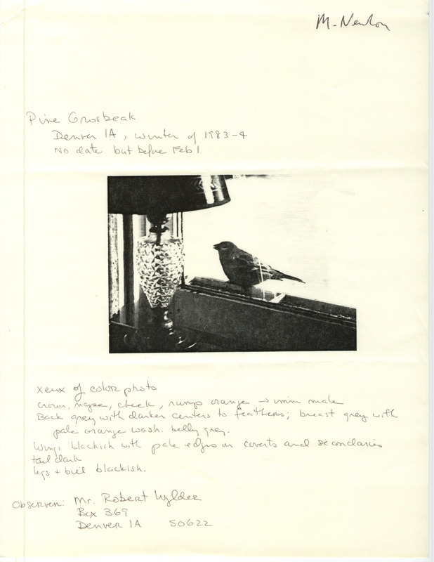 Letter from Gladys Black to Michael Newlon, sent on February 1, 1984, about bird sightings that winter. It features a photocopied photograph and description of a Pine Grosbeak sighting at Denver in Bremer County, IA, before February 1, 1984.